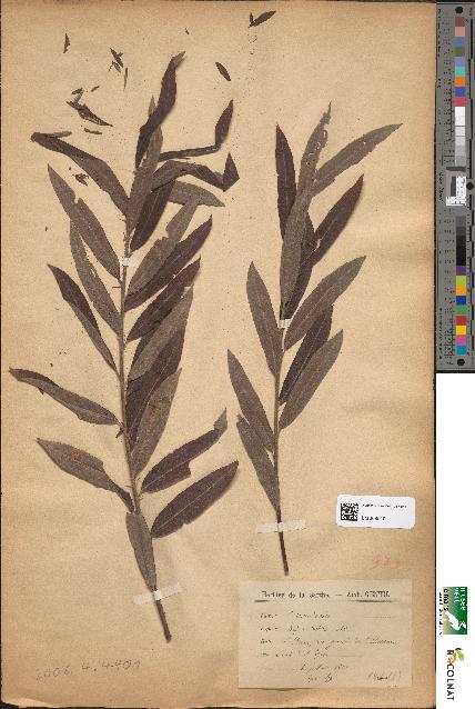 spécimen de Salix × rubra