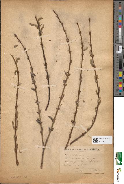 spécimen de Salix purpurea