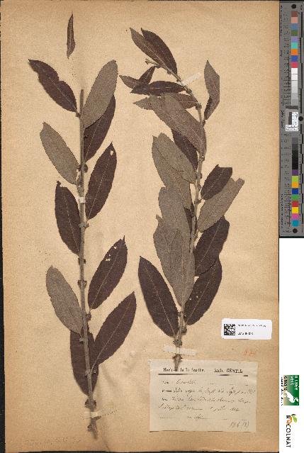 spécimen de Salix rugosa