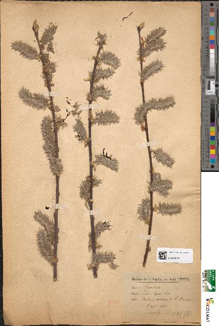 spécimen de Salix caprea