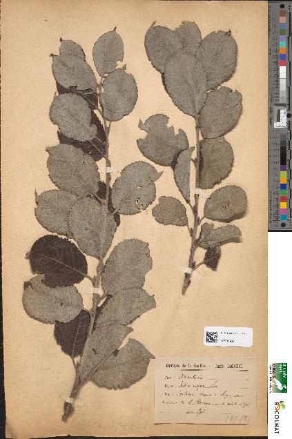 spécimen de Salix caprea
