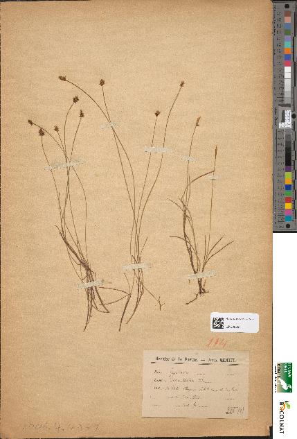 spécimen de Carex divisa