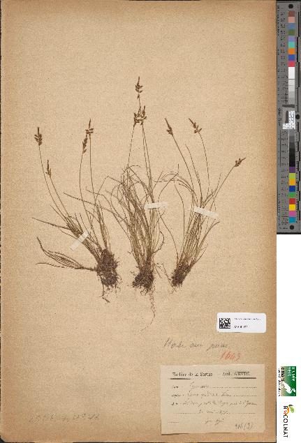 spécimen de Carex pulicaris