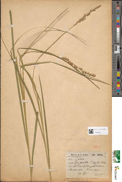 spécimen de Carex paniculata