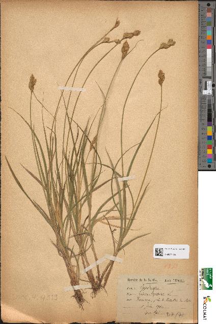 spécimen de Carex leporina