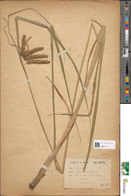 spécimen de Carex pseudocyperus