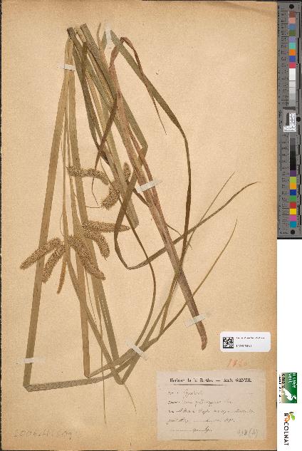spécimen de Carex pseudocyperus
