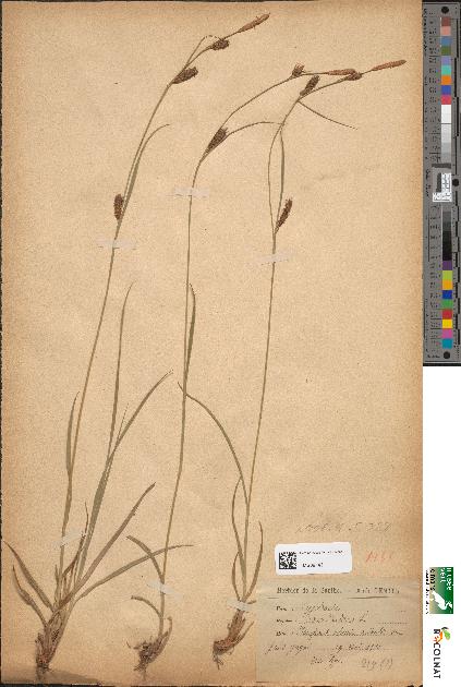 spécimen de Carex distans