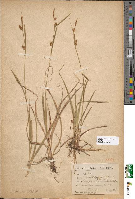 spécimen de Carex hornschuchiana