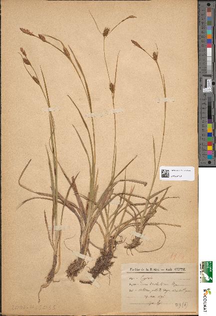 spécimen de Carex hornschuchiana