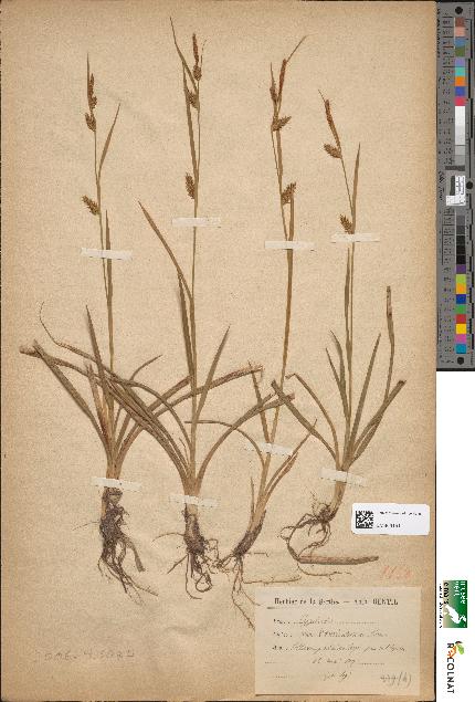 spécimen de Carex hornschuchiana