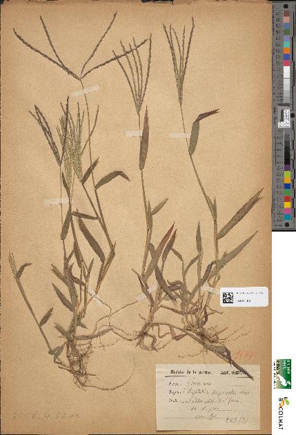 spécimen de Digitaria sanguinalis