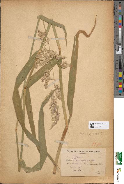 spécimen de Phalaris arundinacea