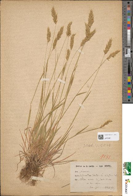 spécimen de Carex glauca