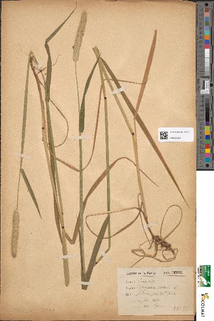 spécimen de Alopecurus pratensis