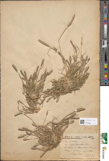 spécimen de Crypsis alopecuroides