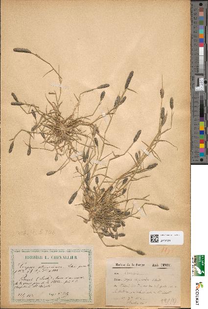 spécimen de Crypsis alopecuroides