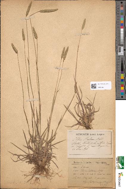 spécimen de Phleum boehmeri