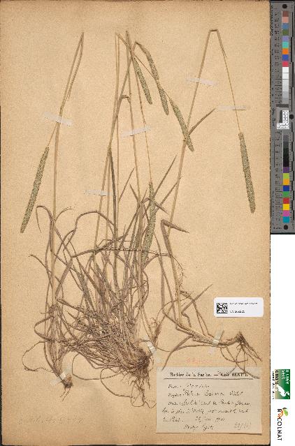 spécimen de Phleum boehmeri