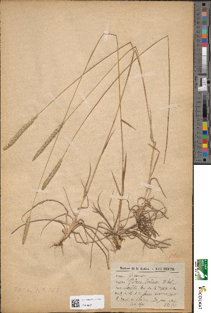 spécimen de Phleum boehmeri