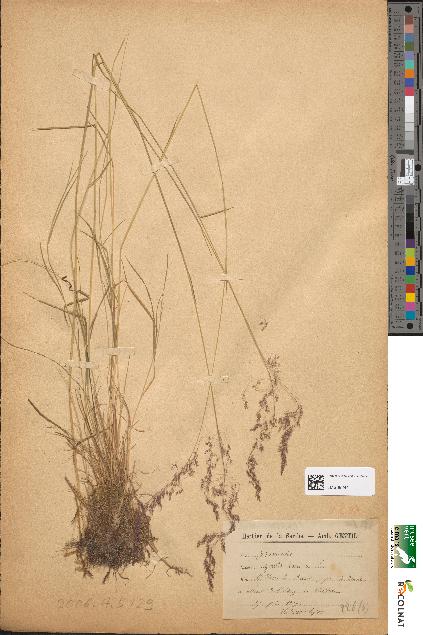 spécimen de Agrostis canina