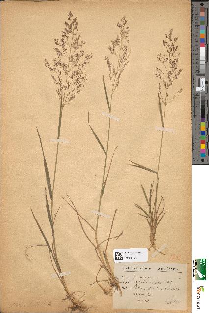 spécimen de Agrostis vulgaris