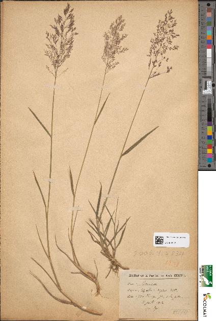 spécimen de Agrostis vulgaris