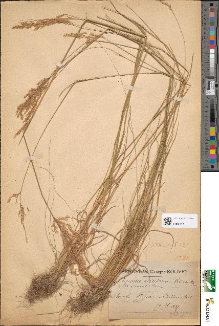 spécimen de Agrostis ericetorum