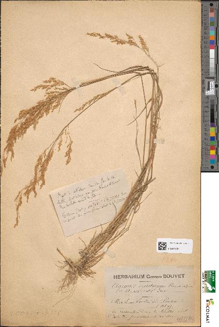 spécimen de Agrostis ericetorum