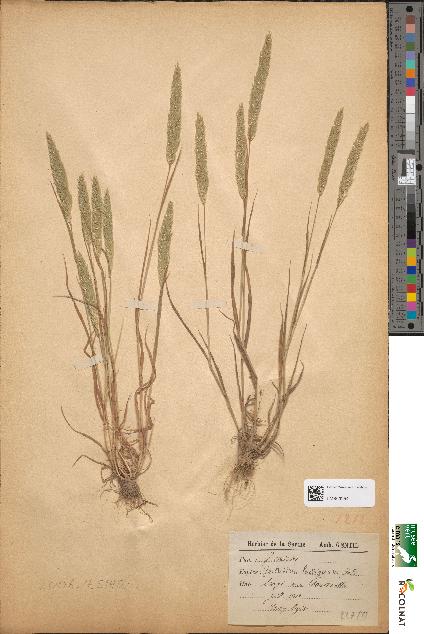 spécimen de Agrostis spica-venti