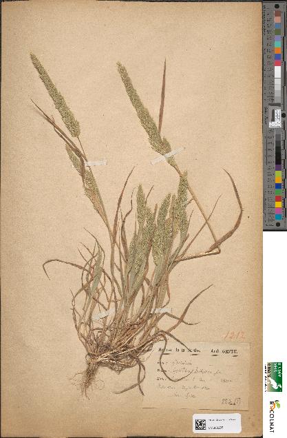 spécimen de Agrostis spica-venti