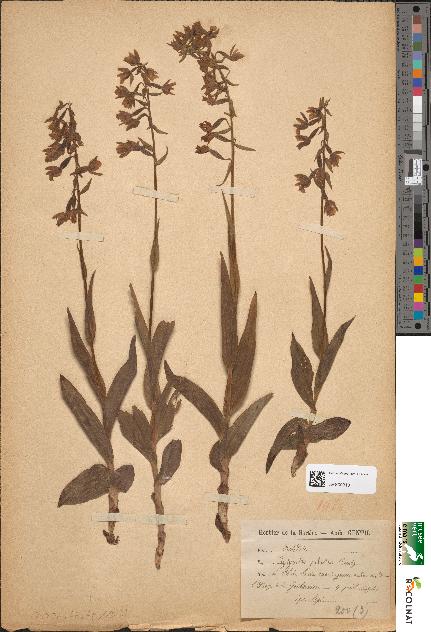 spécimen de Epipactis palustris
