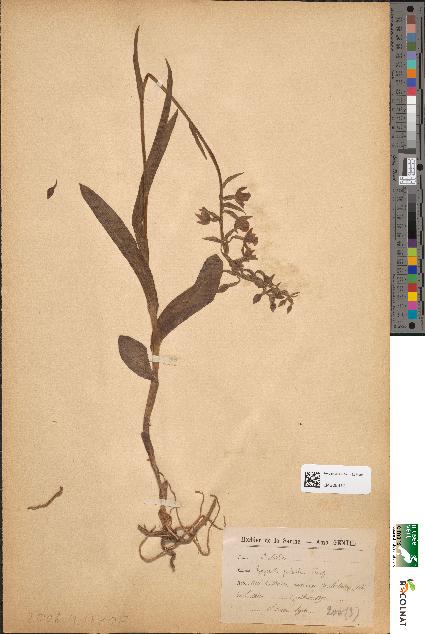 spécimen de Epipactis palustris