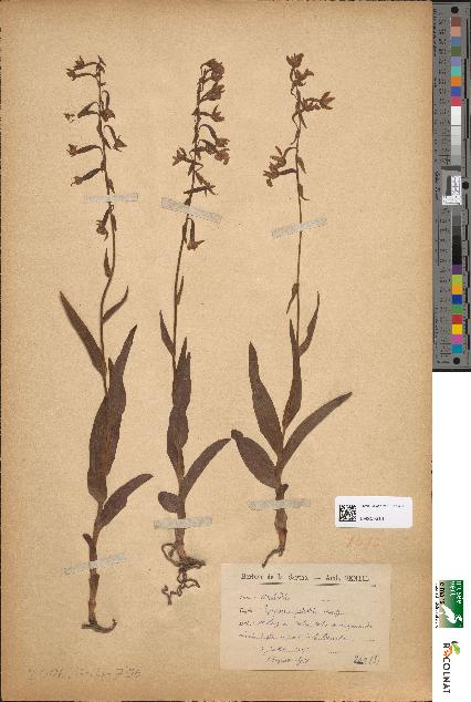spécimen de Epipactis palustris