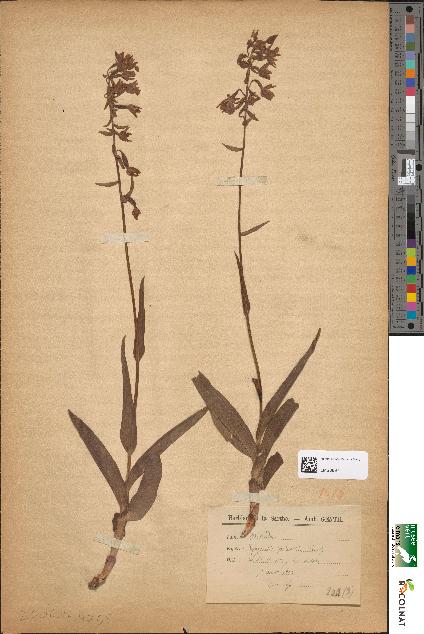 spécimen de Epipactis palustris