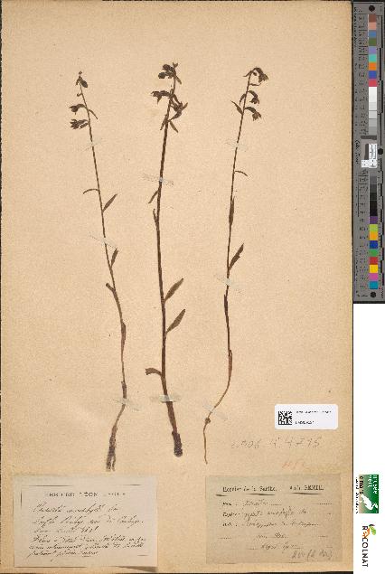 spécimen de Epipactis microphylla