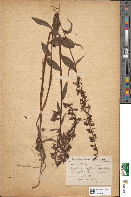 spécimen de Epipactis latifolia