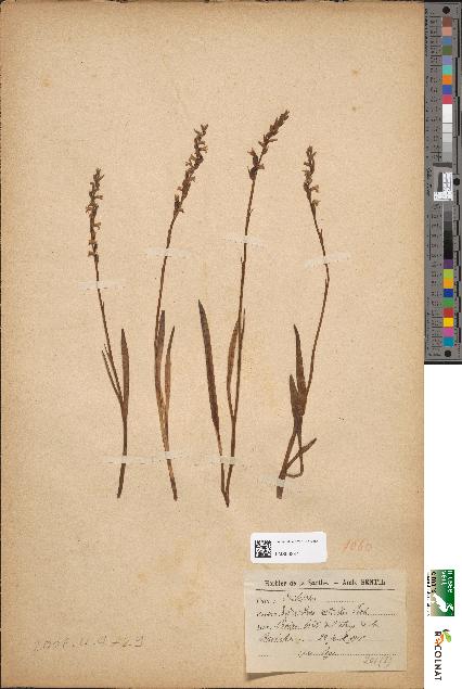 spécimen de Spiranthes aestivalis