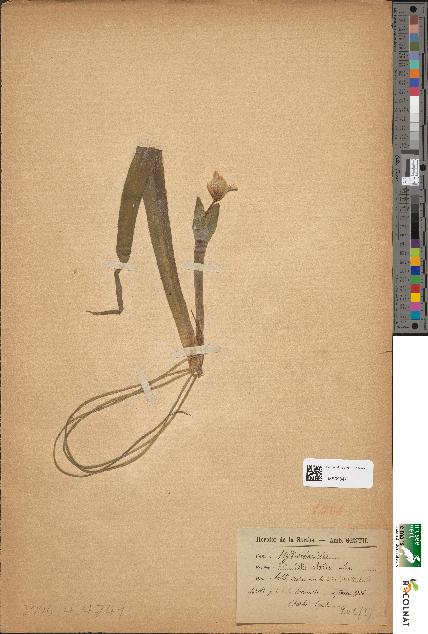 spécimen de Stratiotes aloides