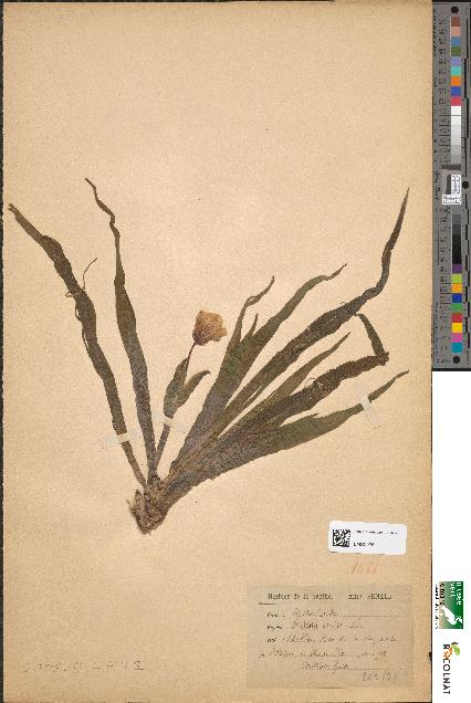 spécimen de Stratiotes aloides