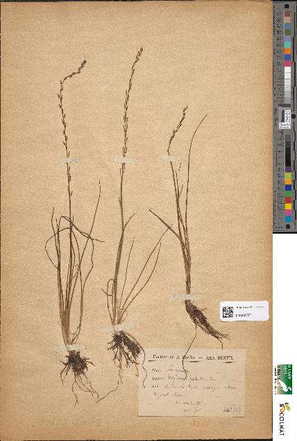 spécimen de Triglochin palustris