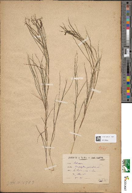 spécimen de Potamogeton pectinatus