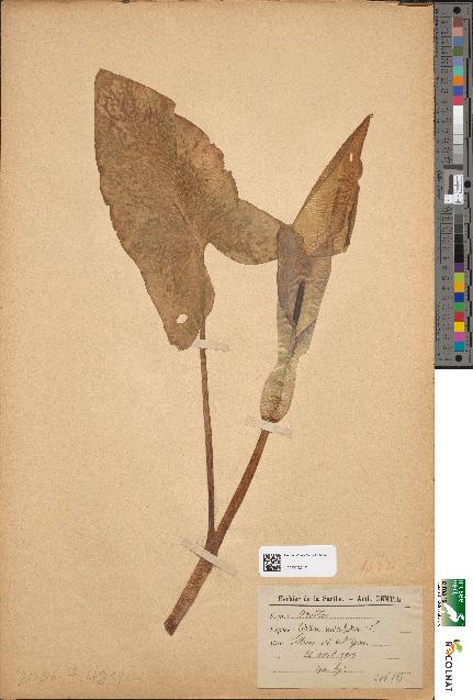 spécimen de Arum maculatum