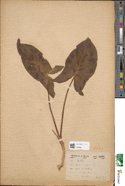 spécimen de Arum maculatum