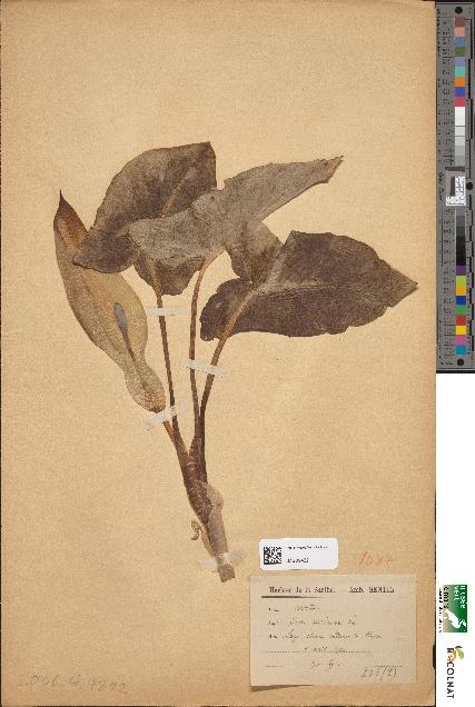 spécimen de Arum maculatum