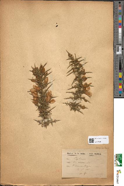 spécimen de Ulex europaeus