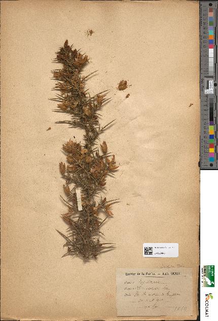 spécimen de Ulex europaeus