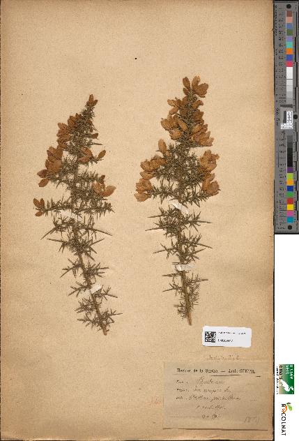 spécimen de Ulex europaeus