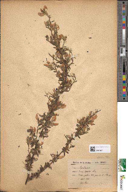 spécimen de Ononis spinosa