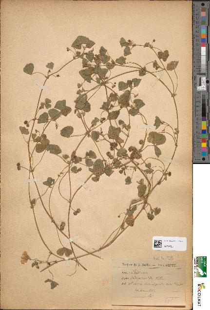 spécimen de Medicago maculata